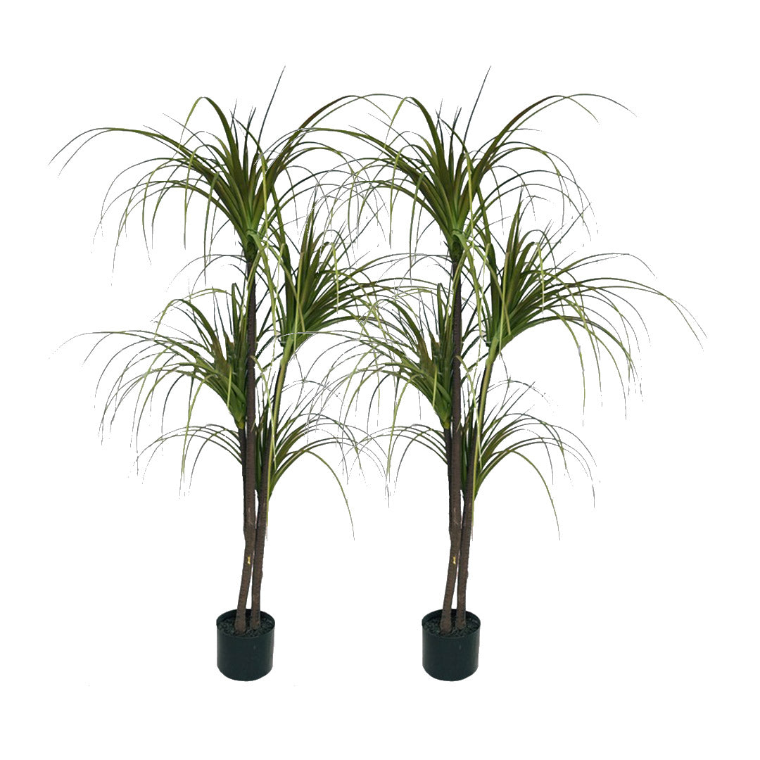 Artificial Dracaena Plant Twin Pack 150cm